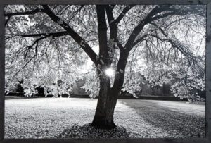 Fall Sunset Tree by John Westergard